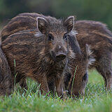 Wild boars